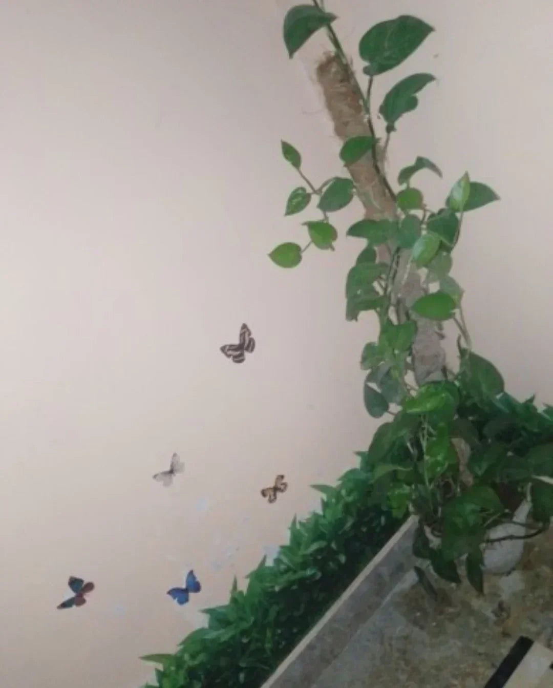 3D P.V.C GREEN GRASS WALL STICKER WITH BUTTERFLY